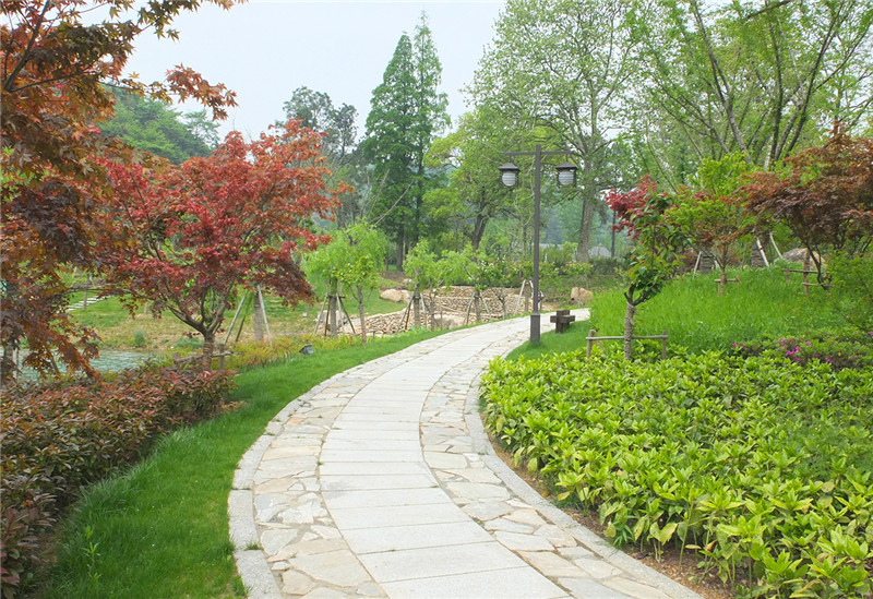 宝鸡哪有苗木种植基地