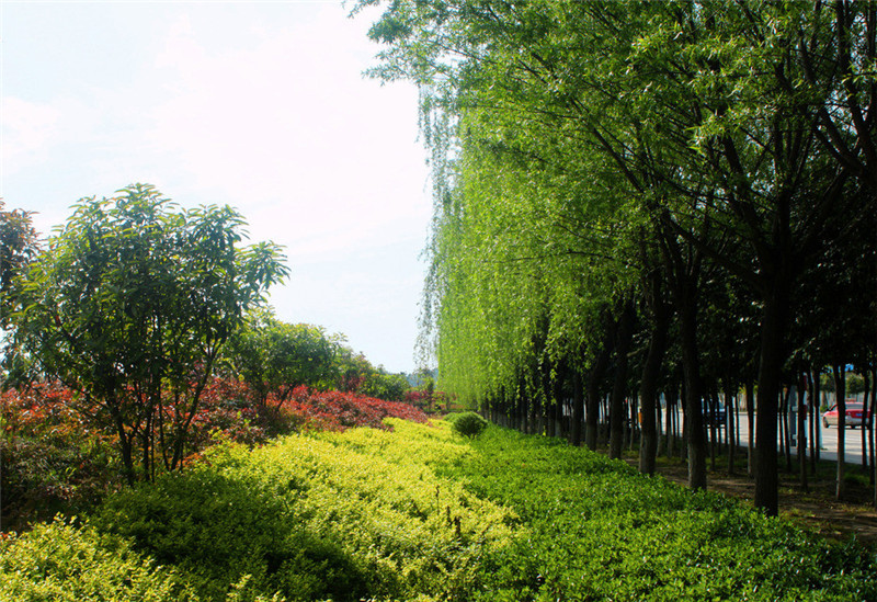 榆林专业白皮松基地