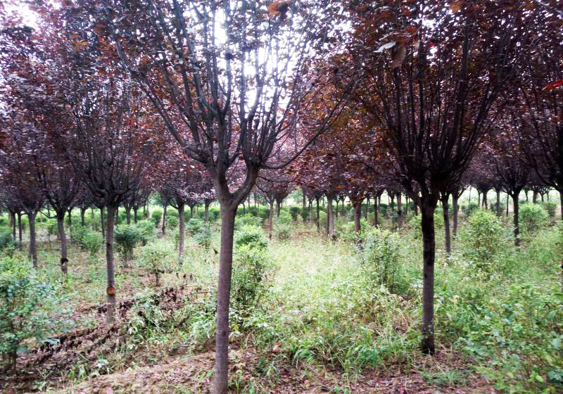 园林苗木 园林苗木