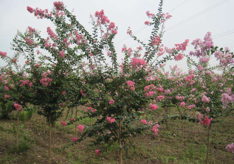 陕西苗木基地 陕西苗木基地